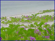 cayo jutias