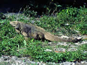 iguana en guanahacabibes