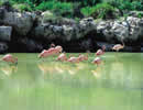 flamencos rosados
