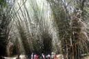jungla de jones