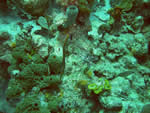 corales en jardines del rey
