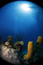 fondo submarino