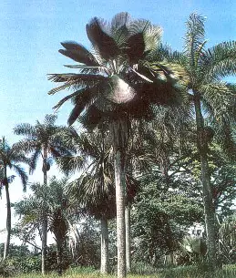 palmas en el jardín botánico de Cienfuegos