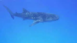 tiburón ballena