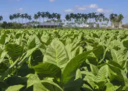vega de tabaco en pinar del río